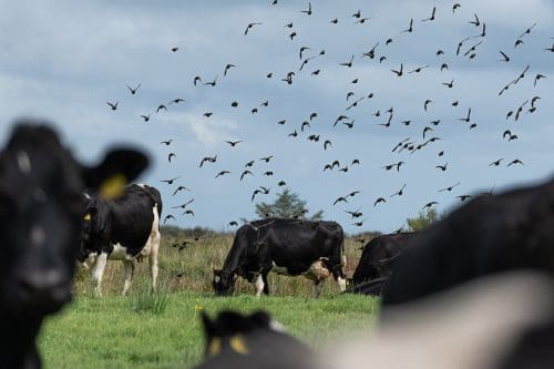 KDI Retains Stage 5 Sustainable Dairy Partnership (SDP) Verification